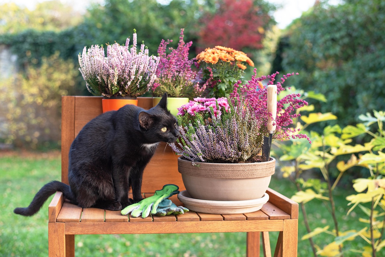  black-cat-7245860_1280