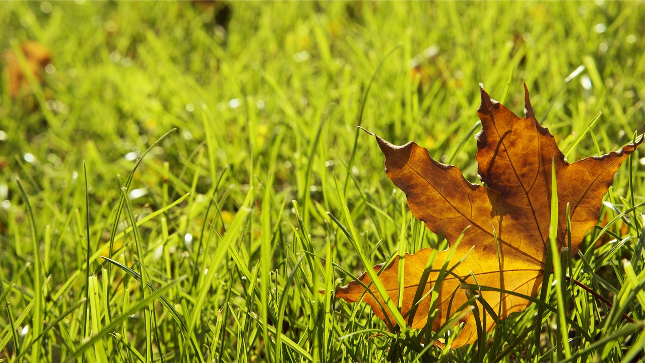  grass-698649_1280