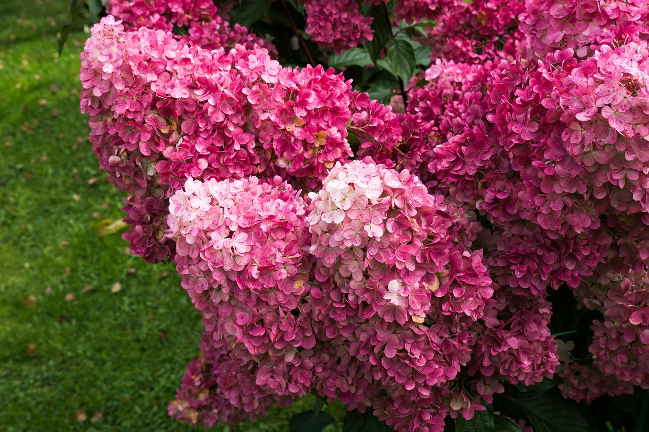  hydrangea-4507572_1280