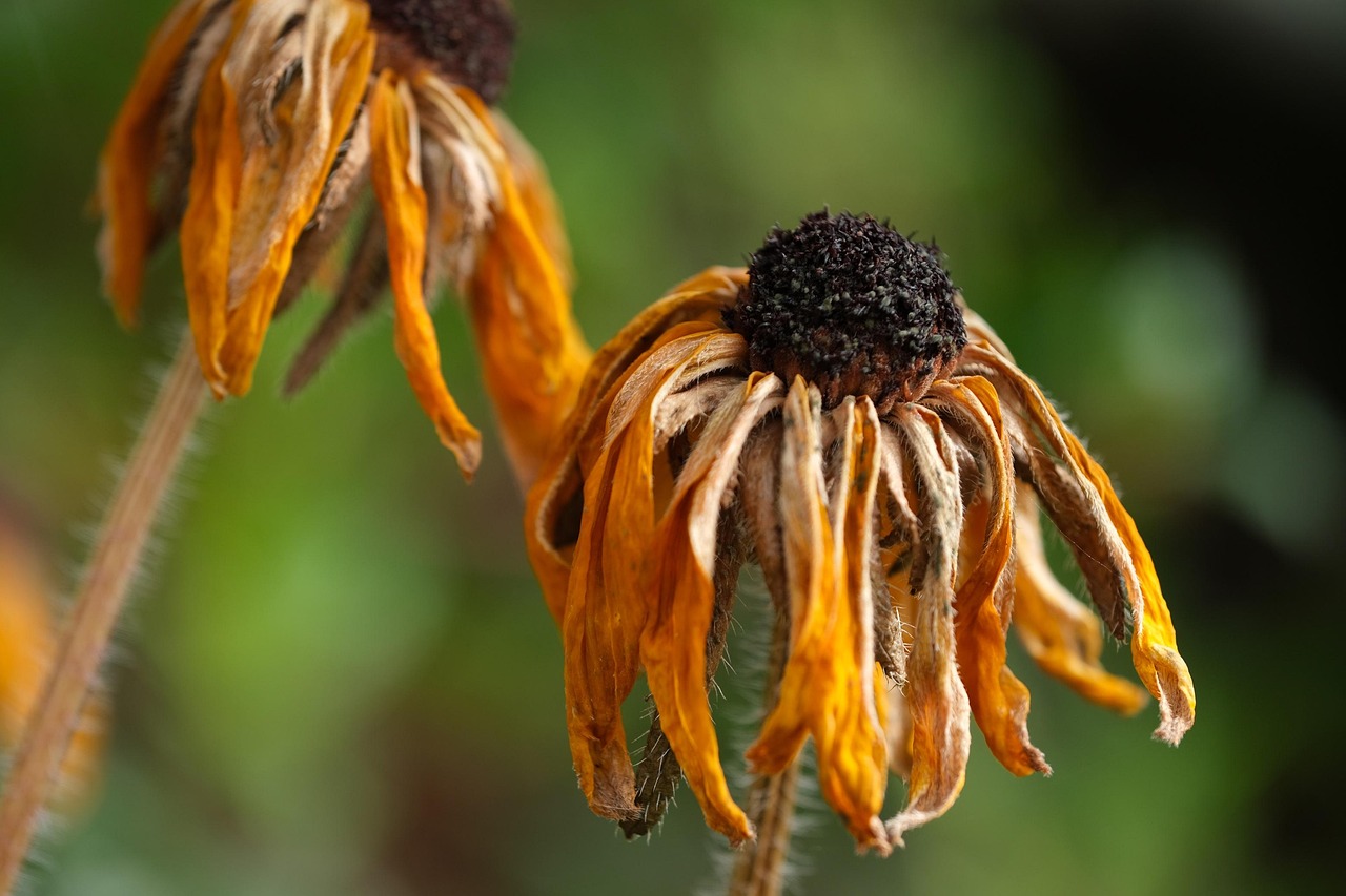 rudbeckia-7566054_1280