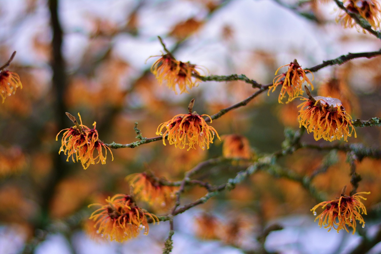  witch-hazel-3098490_1280