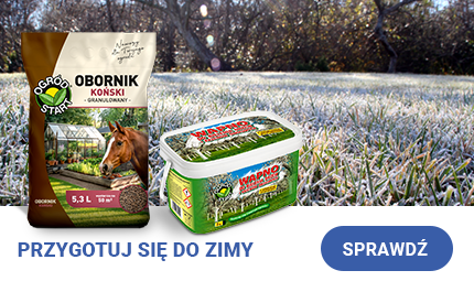 Piękny trawnik jesienią