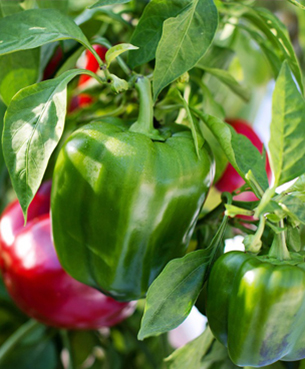 Pomidory i papryka prosto z ogródka - zdrowe i smaczne