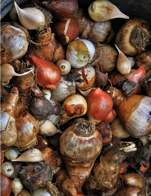 Sadzenie jesienne i planowanie na wiosnę