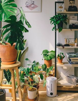 Dekoracje i rośliny doniczkowe zimą