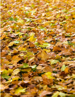 Przygotowanie ogrodu na zimę